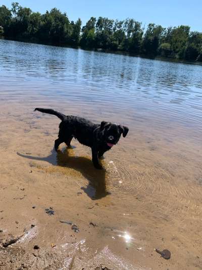 Hundetreffen-Spielkameraden gesucht in Speldorf-Bild