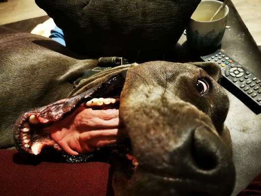 Lachen😀 eure Hunde auch so gerne😂-Beitrag-Bild