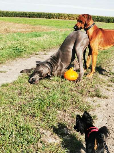 Zeige das lustigste Bild eures Hundis-Beitrag-Bild