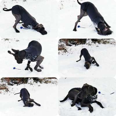 Zeige das lustigste Bild eures Hundis-Beitrag-Bild