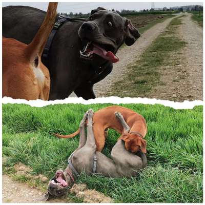 Lustigsten Grimassen von euren Hunden-Beitrag-Bild