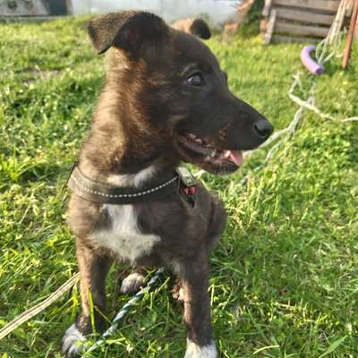 Hundetreffen-Welpentreffen in Luckenwalde-Bild