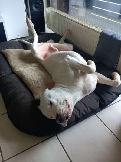 Freunde von 'Kampfhunden'-Beitrag-Bild