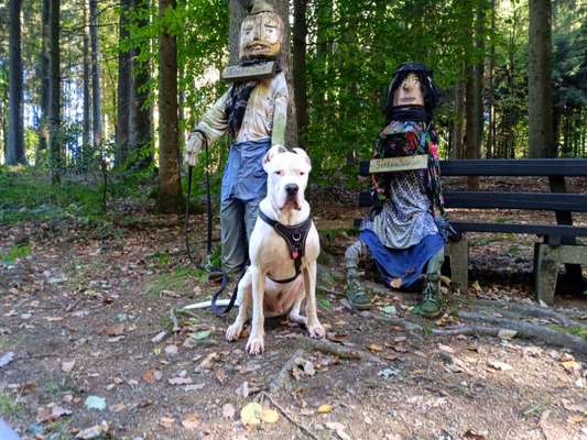 Dogo Argentino Freunde-Beitrag-Bild