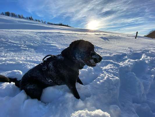 Hundetreffen-Treff für soziales Verhalten / Begegnungen mit Hunden trainieren (NHB/ Therapiehund Aufnahmetest)-Bild