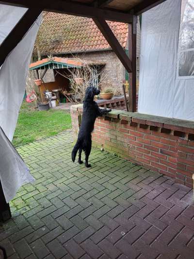 Dogorama Photo Challenge - Steine/Felsen-Beitrag-Bild