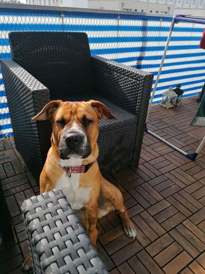 Mischlinge raten - Rätselspaß-Beitrag-Bild