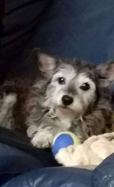 Die graue Eminenz-Beitrag-Bild