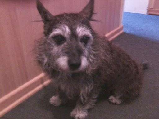 Die graue Eminenz-Beitrag-Bild