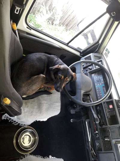 Die Dogorama Wochen Challenge-Beitrag-Bild