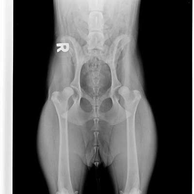 HD Junghund-Beitrag-Bild