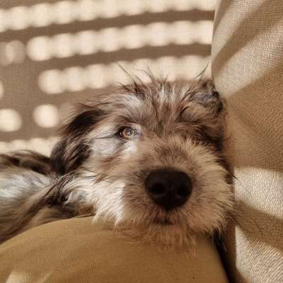 Hundetreffen-Spazieren, Training und Spiel-Bild
