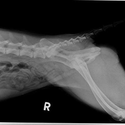 HD Junghund-Beitrag-Bild