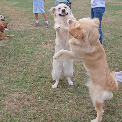 Hundetreffen-Gassirunde und/oder Spielrunde-Bild