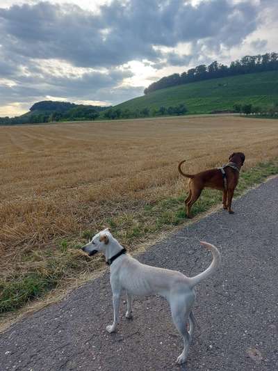 Podenco/Mischlinge hier? :-)-Beitrag-Bild