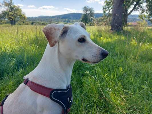 Hunde Porträt (Portrait) Galerie....-Beitrag-Bild