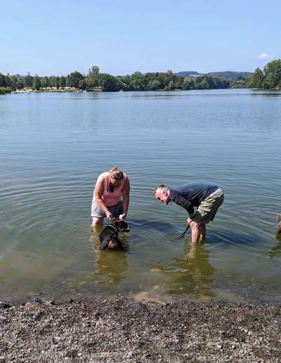 Hundeauslaufgebiet-Hundestrand-Bild