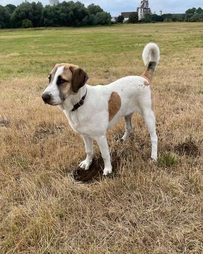 Hundetreffen-Spaziergangs / Trainingsbegleiter / Spielrunde-Bild