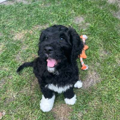 Hundetreffen-Spieltreffen 🐶-Bild