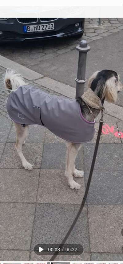 Hundekleidung - Top oder Flop-Beitrag-Bild