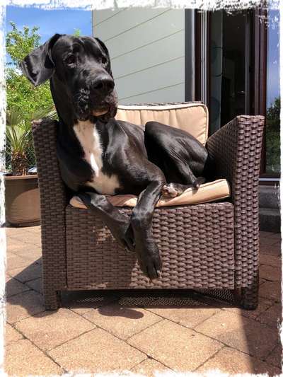 Deutsche Doggen Besitzer zeigt euch-Beitrag-Bild