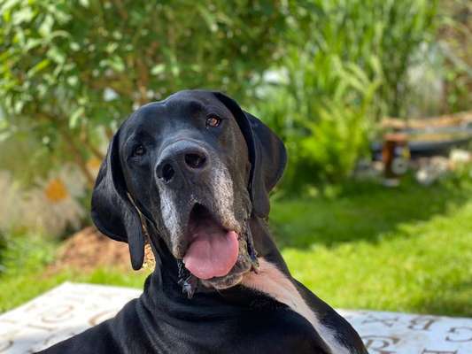 Deutsche Doggen Besitzer zeigt euch-Beitrag-Bild