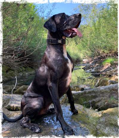 Deutsche Doggen Besitzer zeigt euch-Beitrag-Bild