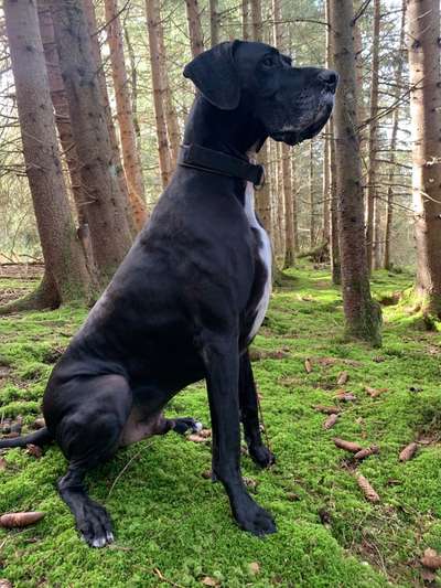 Deutsche Dogge-Beitrag-Bild