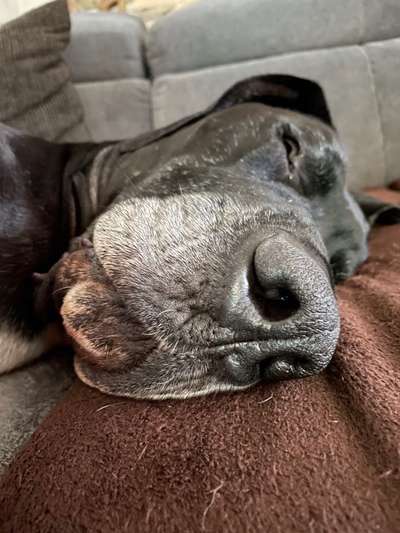 Deutsche Doggen Besitzer zeigt euch-Beitrag-Bild