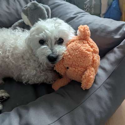 Hundetreffen-Hundekontakt für Senior gesucht-Bild