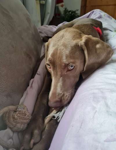 Weimaraner-Beitrag-Bild