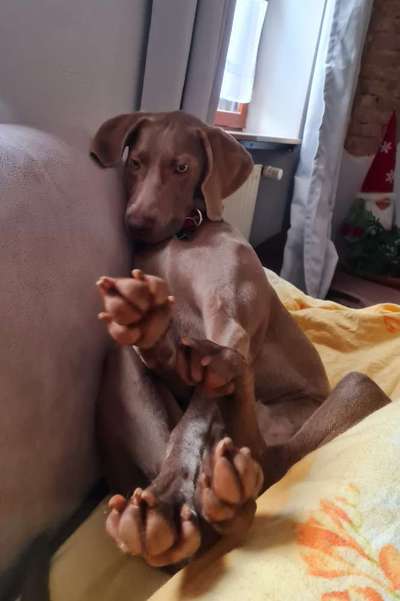 Fotochallenge NR. 123     -Karneval der Tiere--Beitrag-Bild