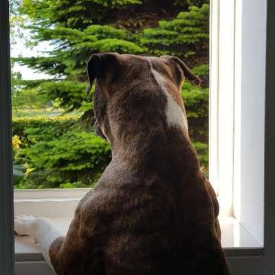 Hundetreffen-Gemeinsamer Spaziergang- mit &ohne Leine-Bild