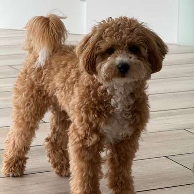 Hundetreffen-Spielrunde-Bild