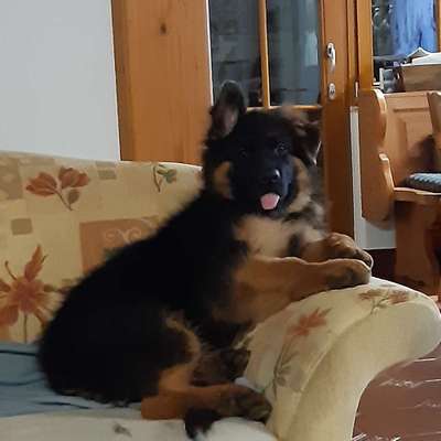 Welpen Bilder !-Beitrag-Bild