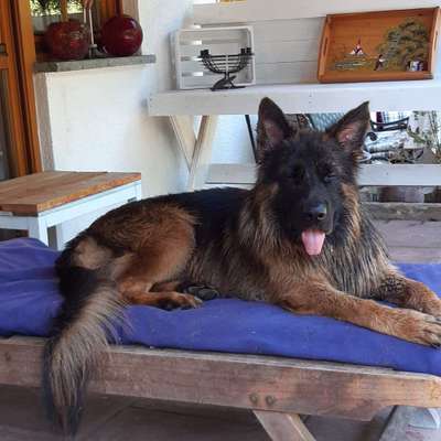 Deutsche Schäferhunde, Belgische Schäferhunde.-Beitrag-Bild