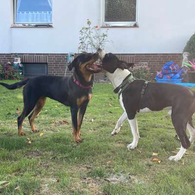 Hundetreffen-Spieltreffen für Bollerköpfe-Bild