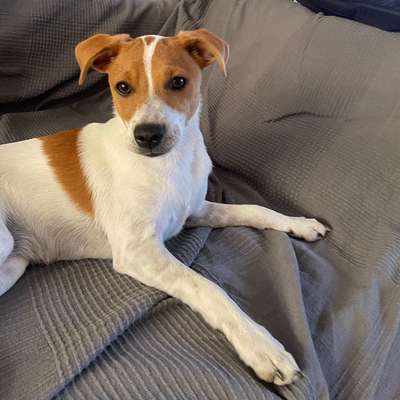 Dansky (Dansk-Svensk Gårdshund)-Beitrag-Bild