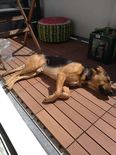 Fotosammlung: ,,Der natürliche Hund" Unbearbeitet, ungestellt und in Natura-Beitrag-Bild