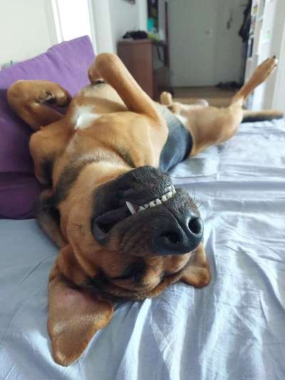 Fotosammlung: ,,Der natürliche Hund" Unbearbeitet, ungestellt und in Natura-Beitrag-Bild