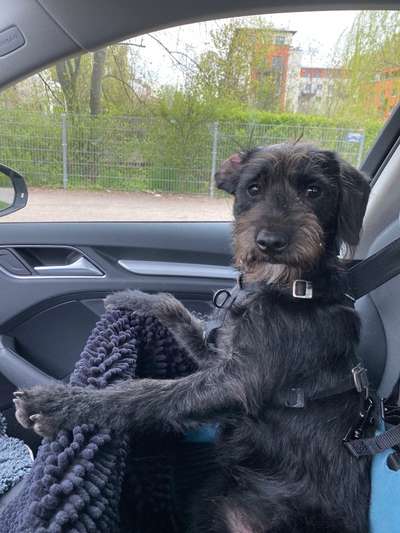 Wo sind die Jack und Parson Russell Terrier?-Beitrag-Bild