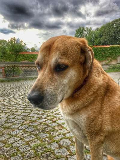 Mischlingshunde Foto Aufruf-Beitrag-Bild