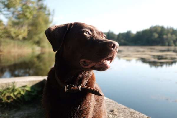 Hunde Porträt (Portrait) Galerie....-Beitrag-Bild