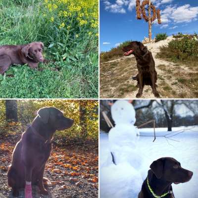 1. Fotochallenge Collagen - 4 Jahreszeiten-Beitrag-Bild