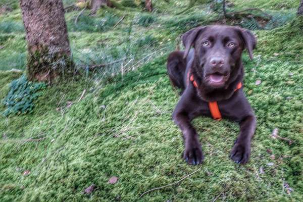 Die Dogorama Kalender Challenge Titelbild-Beitrag-Bild