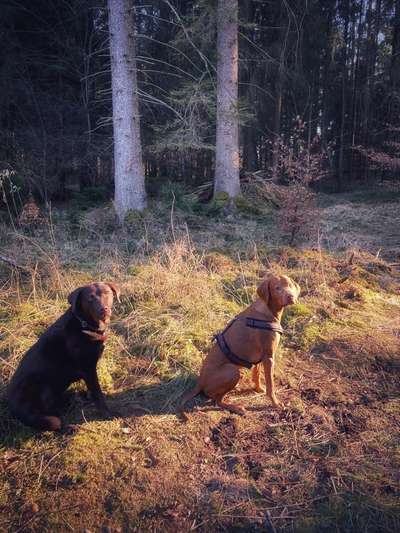 Wald Bild-Beitrag-Bild