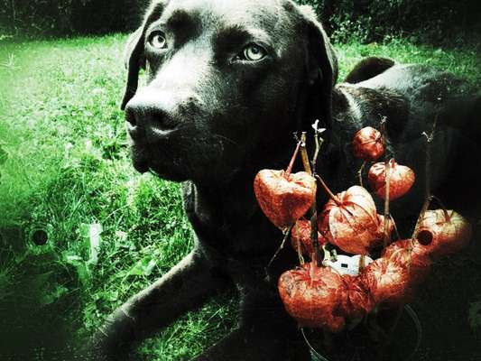 Fotochallange Nr.53 "HALLOWEEN"-Beitrag-Bild