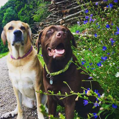 Die Dogorama Wochen Challenge: “Regenspaziergänge"-Beitrag-Bild