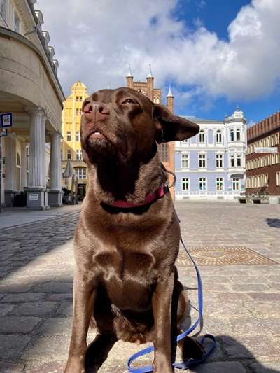 Foto Challenge Nr. 137 - Lass die Ohren fliegen-Beitrag-Bild