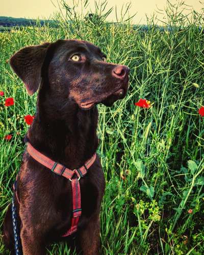 Fotochallange 63: "Dein blühendes Hündchen"-Beitrag-Bild